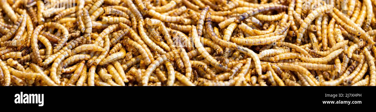 Pile of mealworms hi-res stock photography and images - Alamy