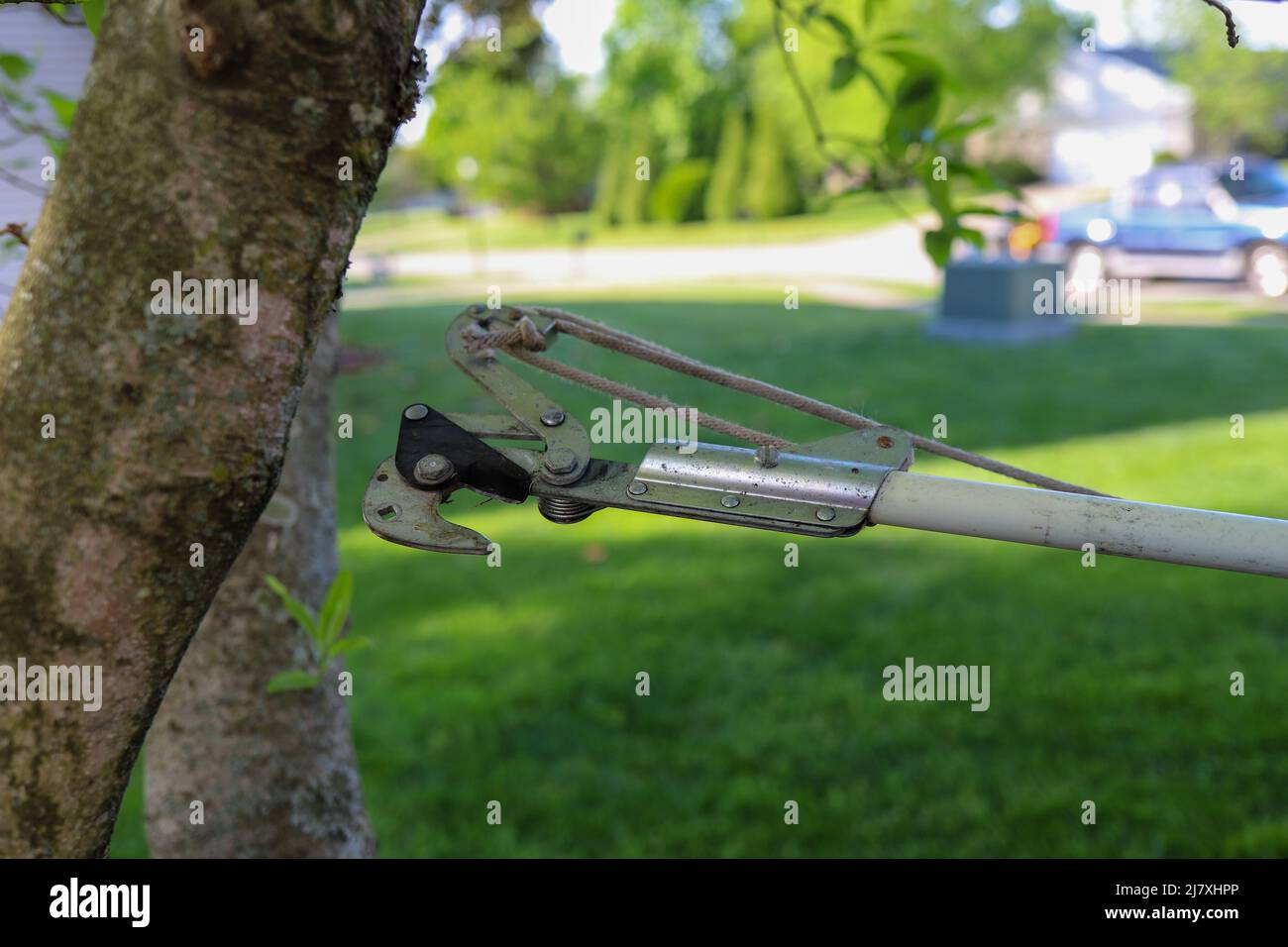 A telescopic pruning shears by a tree Stock Photo