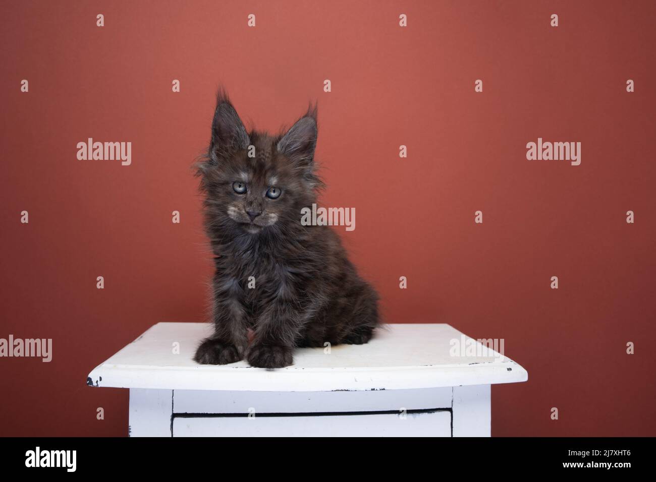 black smoke maine coon kitten portrait on red brown background with copy space Stock Photo