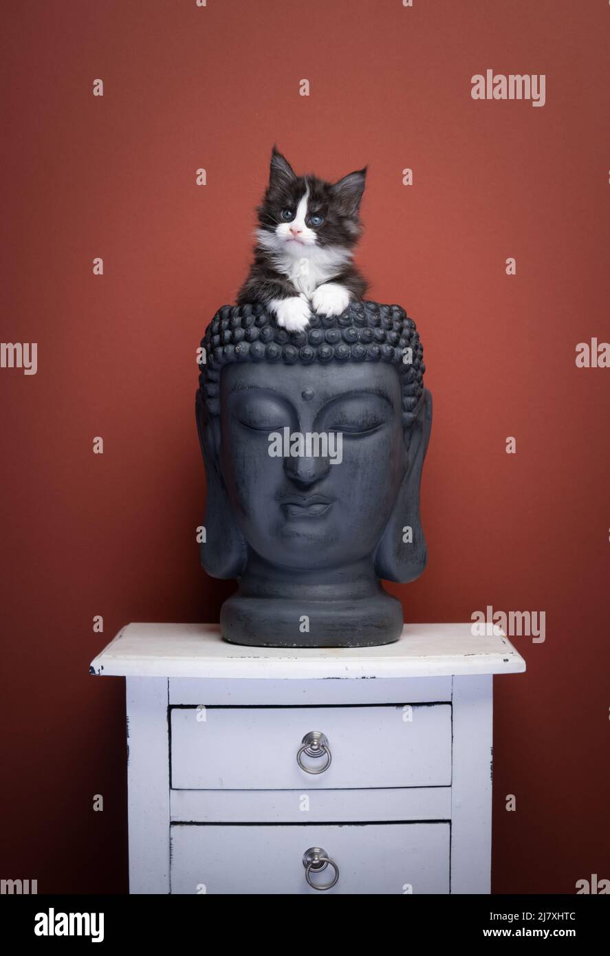 cute tuxedo maine coon kitten inside of empty buddha head plant pot on red brown background Stock Photo