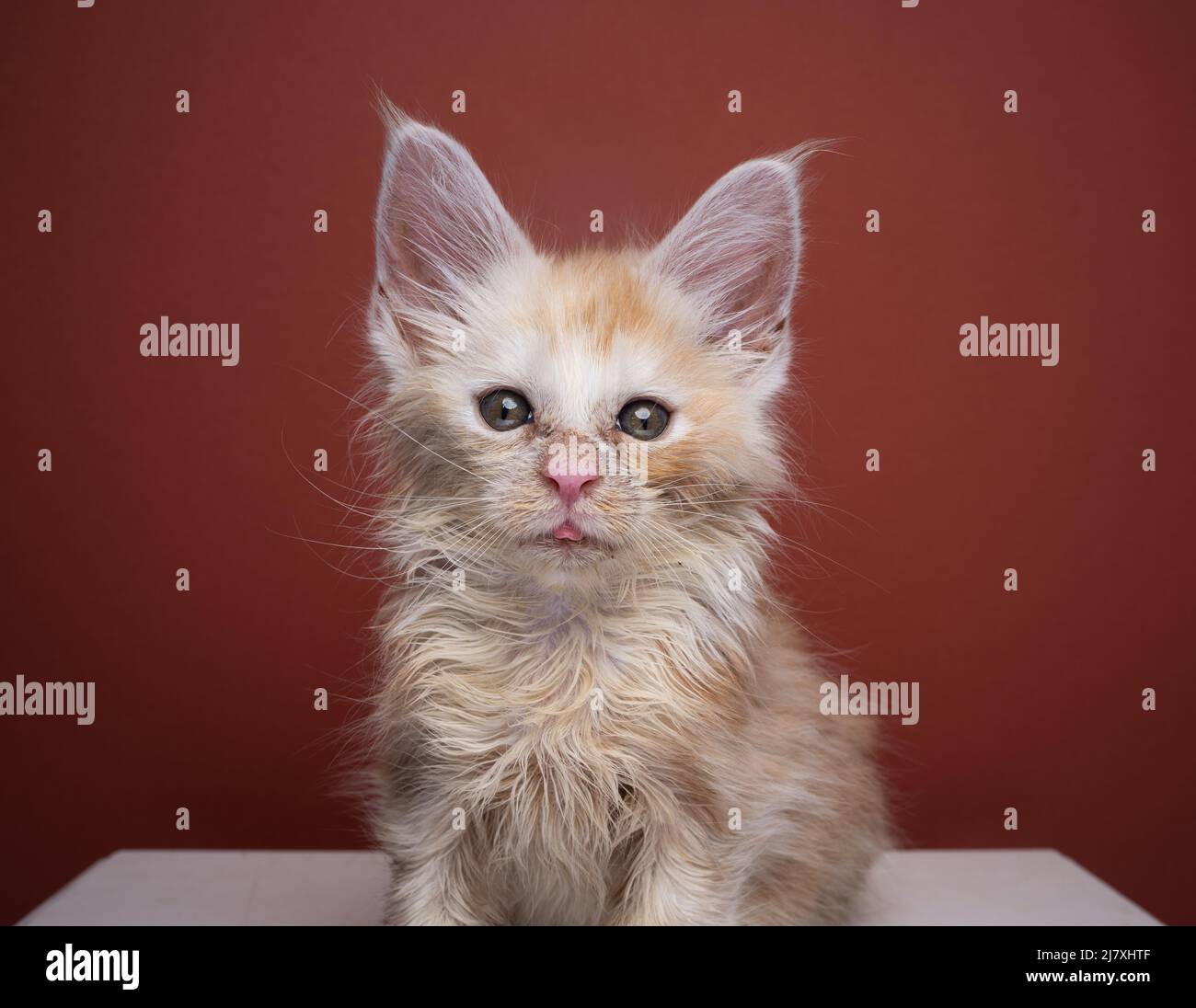 poor scruffy ginger kitten looking at camera portrait on red brown background with copy space Stock Photo