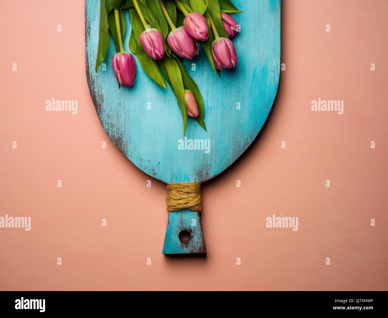Tulips over a pink background Stock Photo