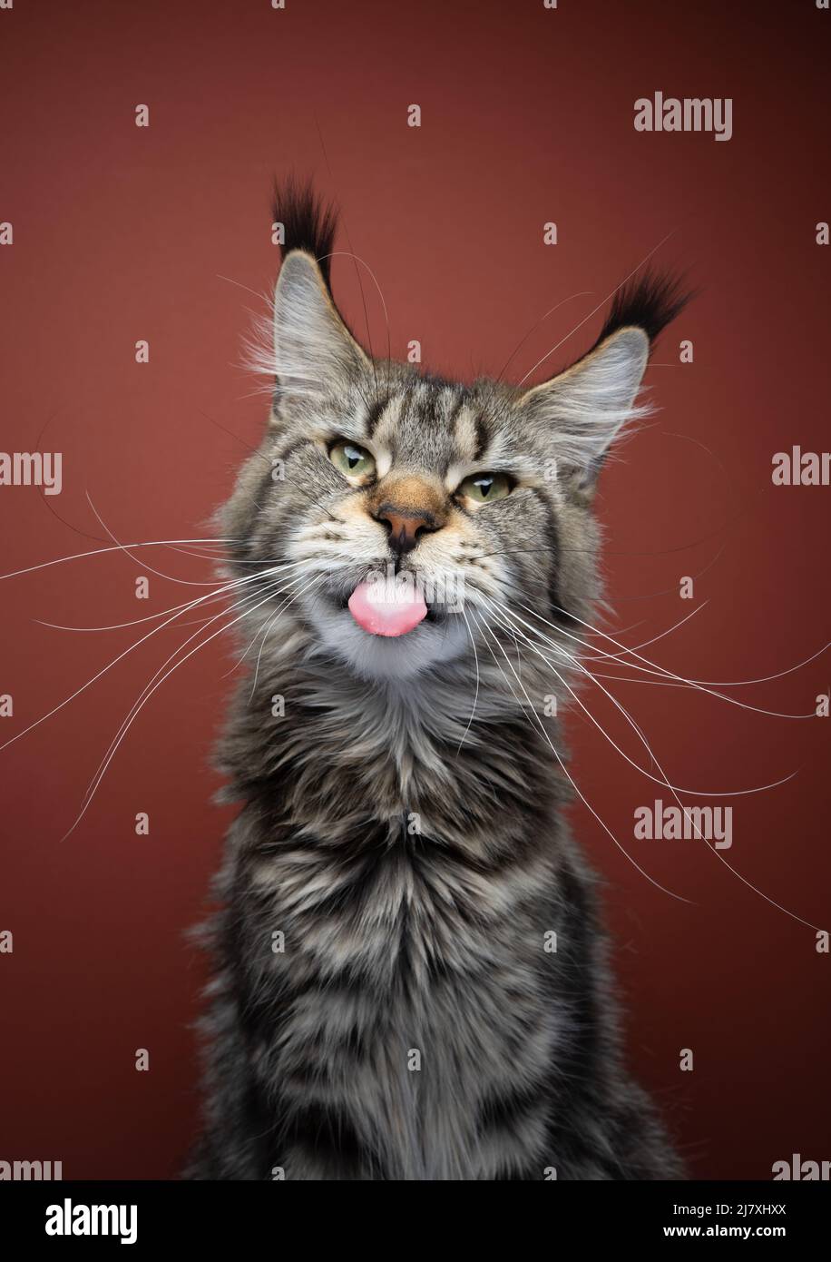 naughty maine coon cat sticking out tongue portrait with long ear tufts and whiskers Stock Photo