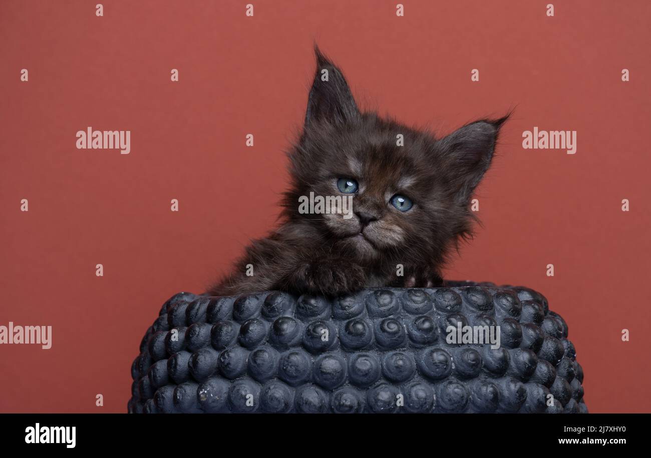 blue eyed black smoke maine coon kitten portrait on red background Stock Photo