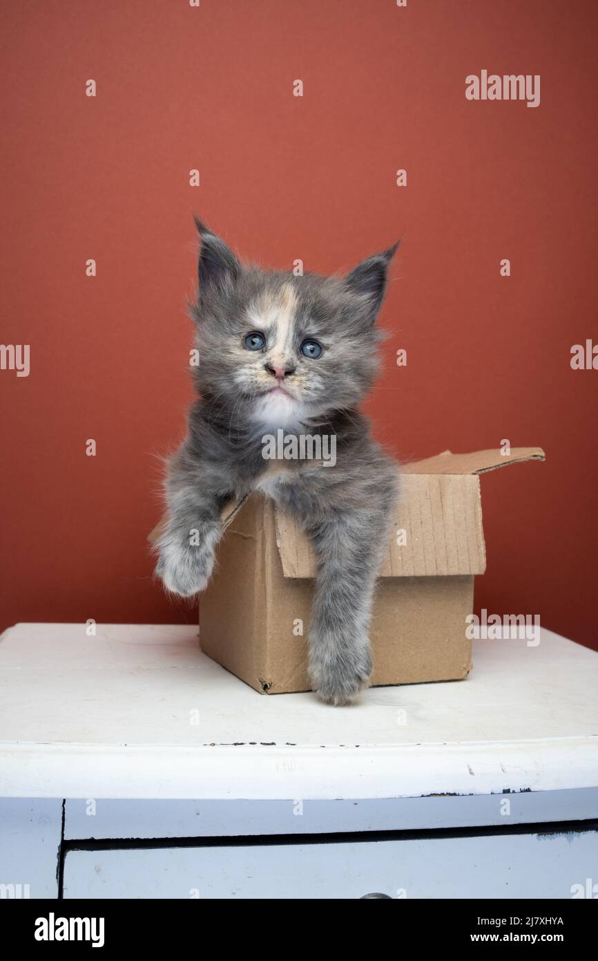 tortie maine coon kitten inside of tiny cardboard box looking at camera Stock Photo