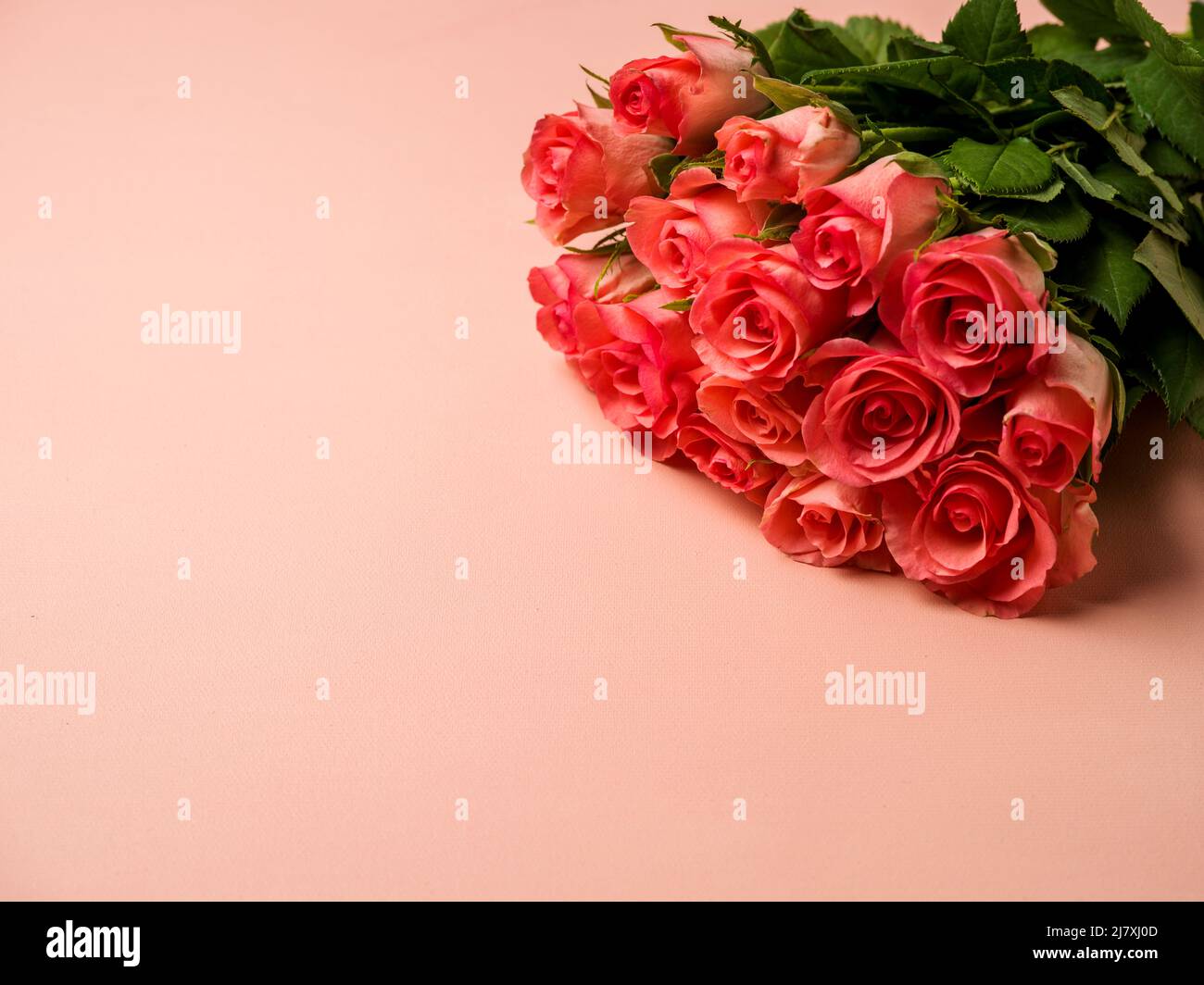 Roses over a pink background Stock Photo