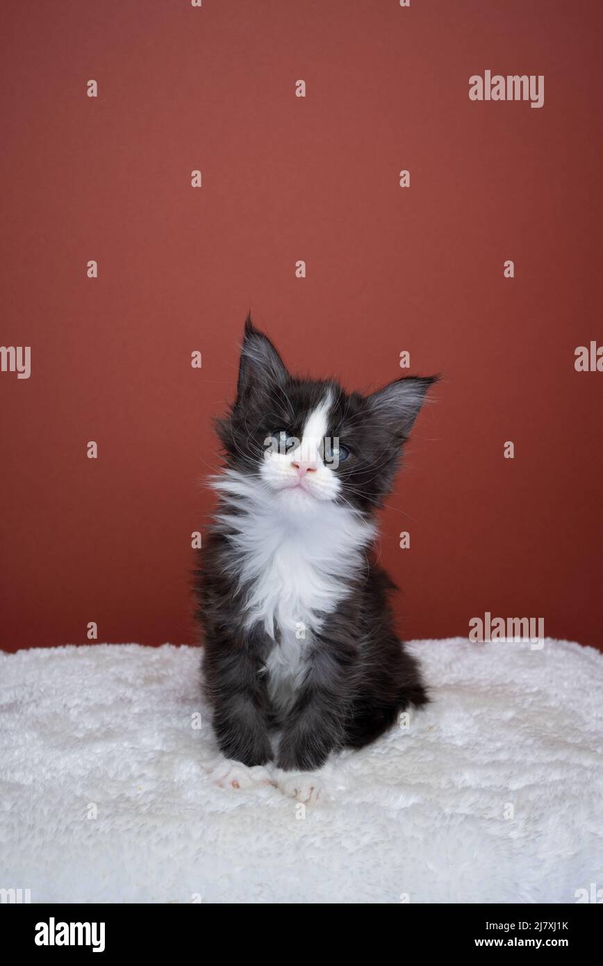 curious tuxedo maine coon kitten portrait looking at camera on red brown background with copy space Stock Photo