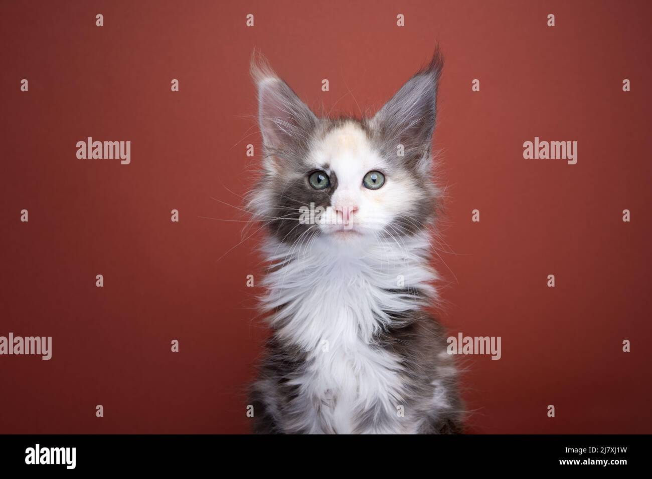 beautiful white calico maine coon kitten portrait on red brown background with copy space Stock Photo
