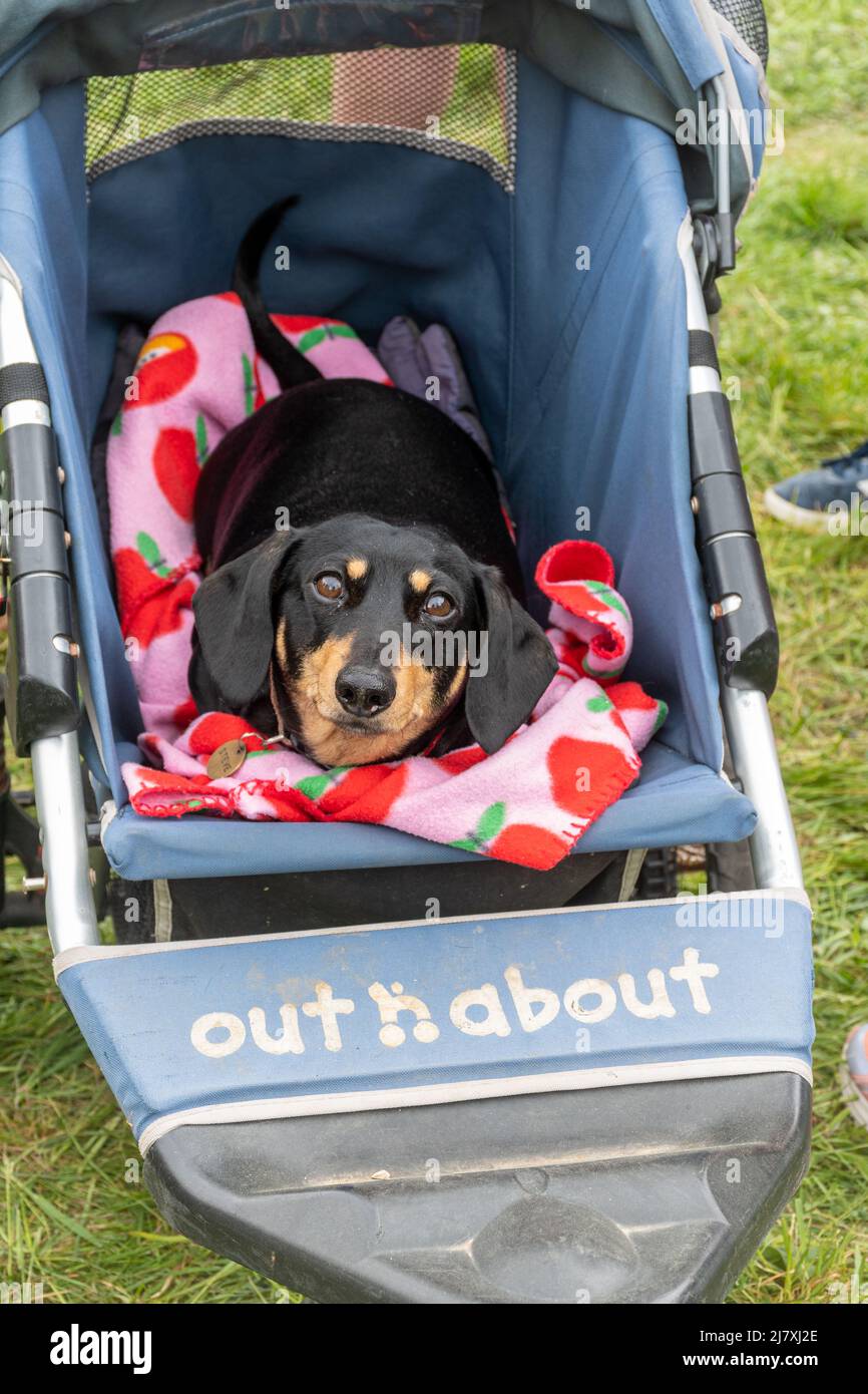 Daschund dog laying down in a buggy, small black and tan pet dog out and about in a push chair or dog stroller Stock Photo