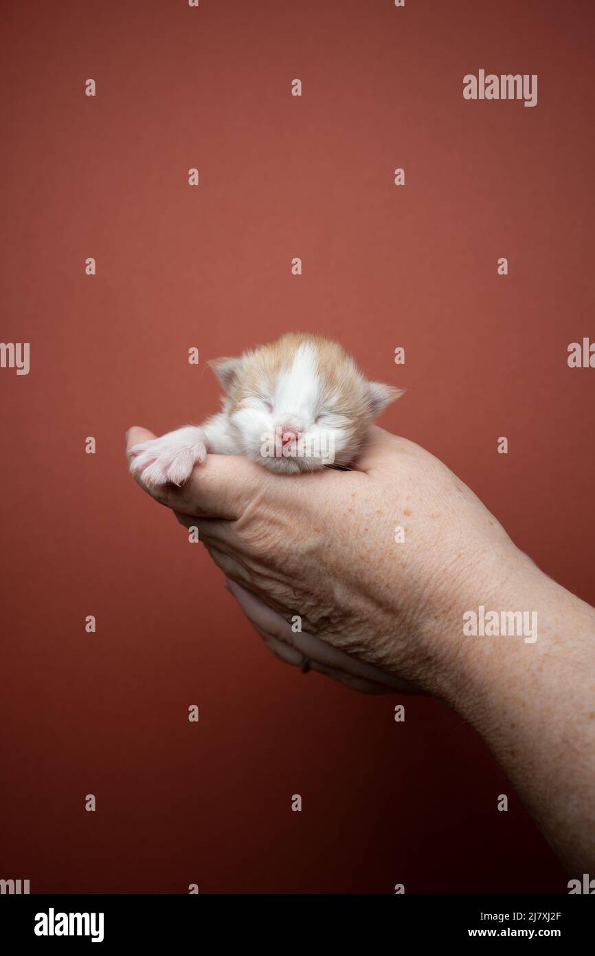 cute tiny ginger kitten sleeping on human hand on red brown background with copy space Stock Photo