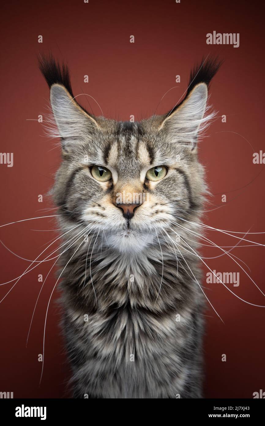 tabby maine coon cat portrait with long ear tufts and whiskers Stock Photo