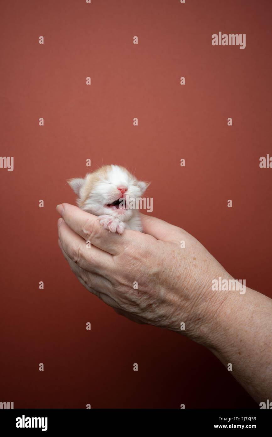hand holding tiny ginger white maine coon kitten with mouth open meowing on red brown background with copy space Stock Photo
