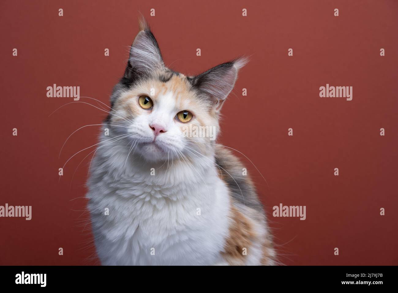 calico white maine coon cat portrait looking at camera on red brown background with copy space Stock Photo
