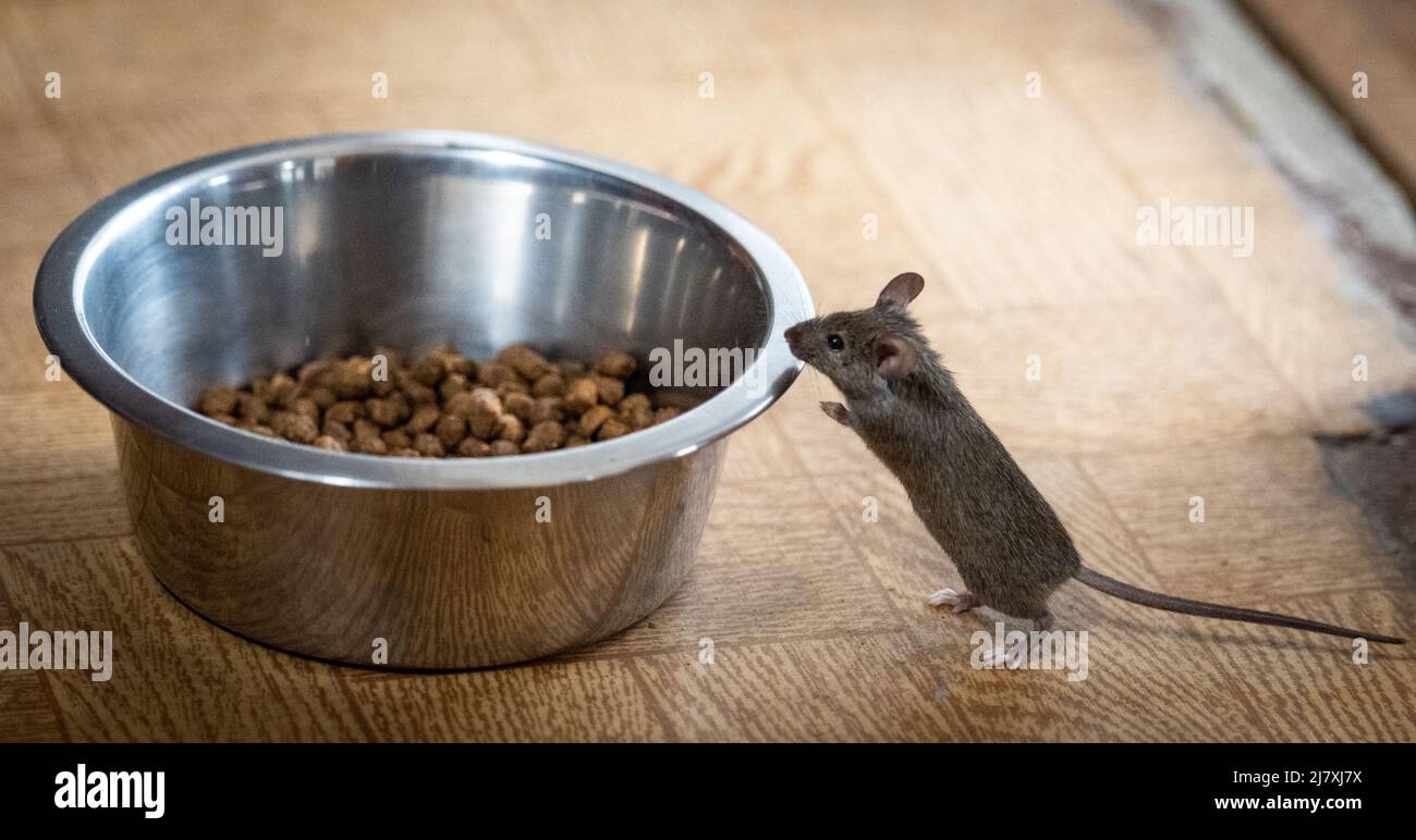 A mouse in the house helping himself to food from the bowl left for the households cat. Stock Photo