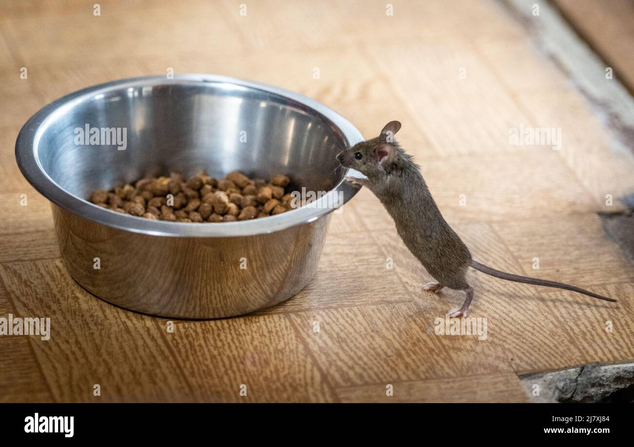 A mouse in the house helping himself to food from the bowl left for the households cat. Stock Photo