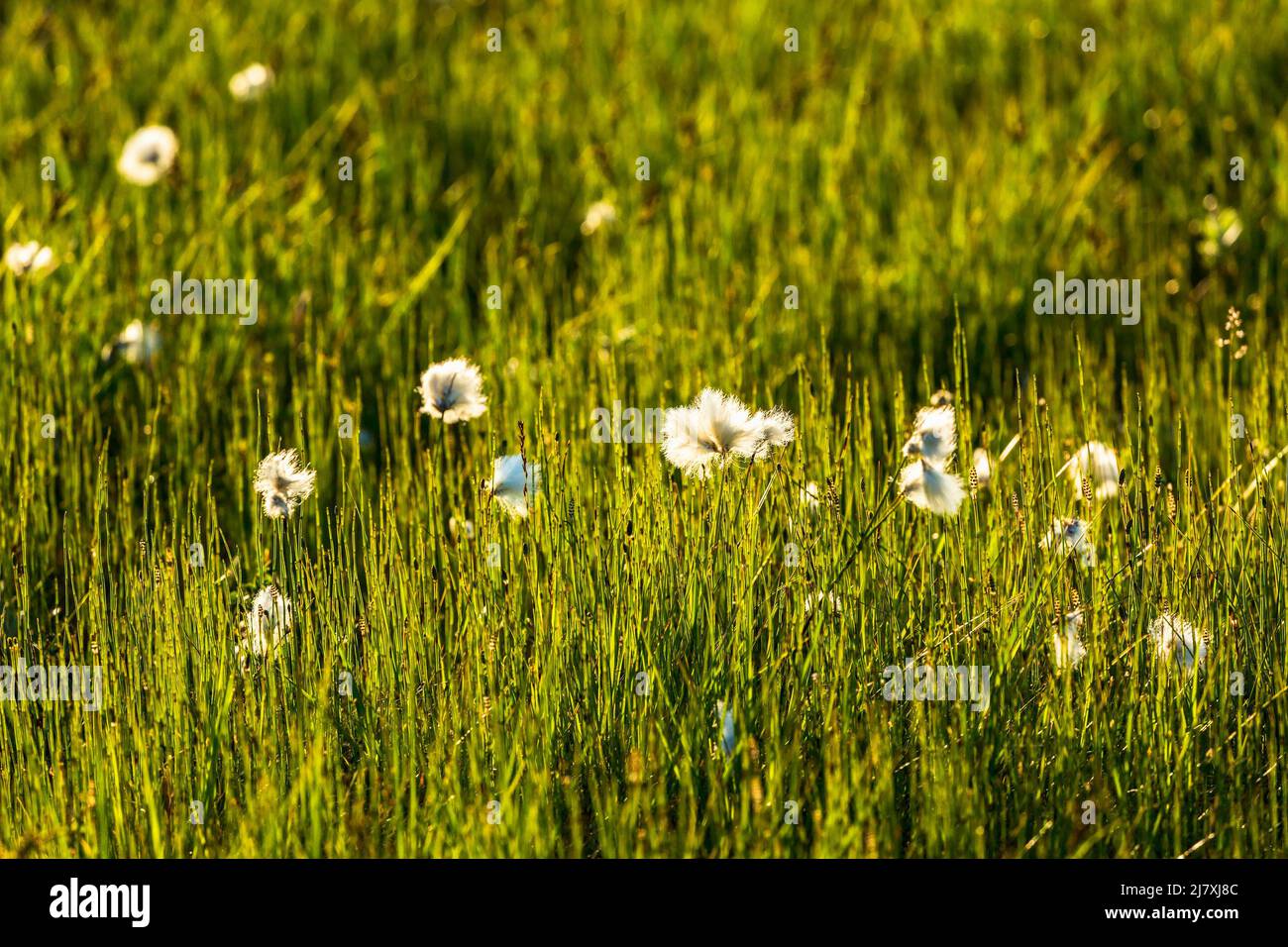Cotton grass in backlight on a meadow Stock Photo