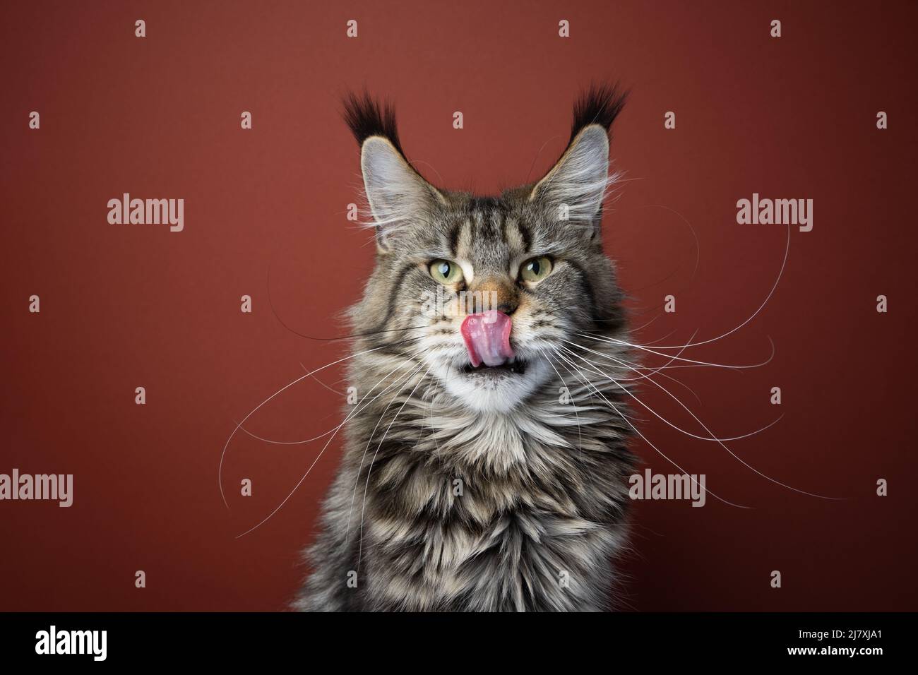 tabby maine coon cat with long whiskers looking at camera licking lips portrait on red brown background Stock Photo