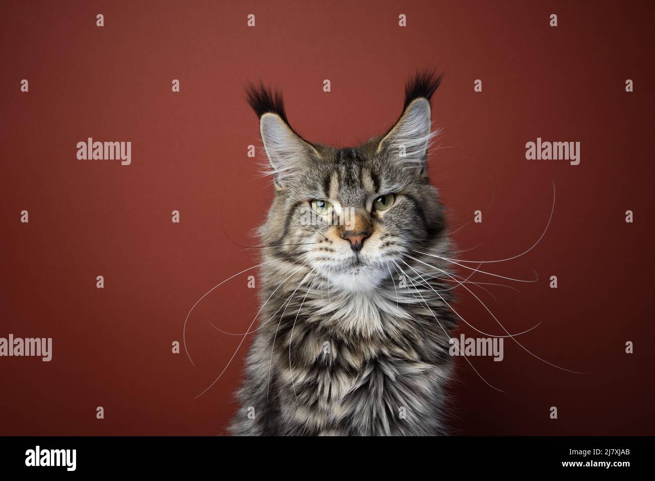 tabby maine coon cat with long whiskers looking at camera portrait on red brown background Stock Photo