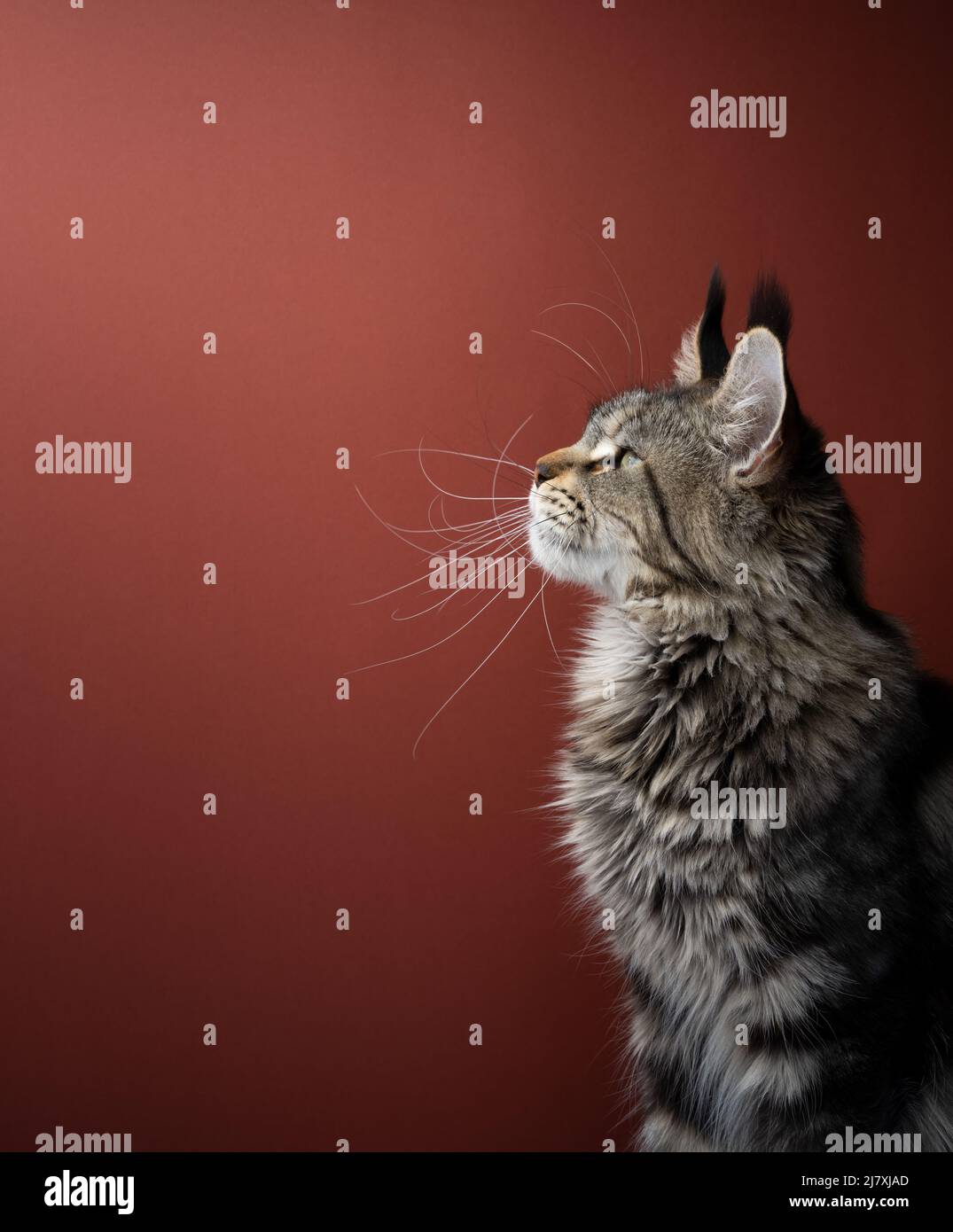 side view of a tabby maine coon cat with long whiskers on red brown background Stock Photo