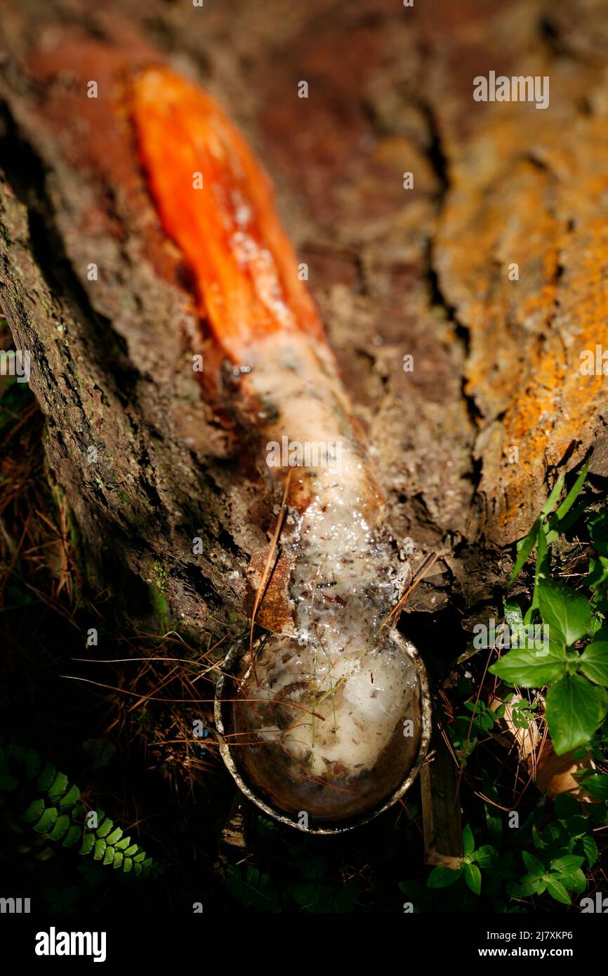 Close up of traditional pine tree sap production in eastjava, Indonesia