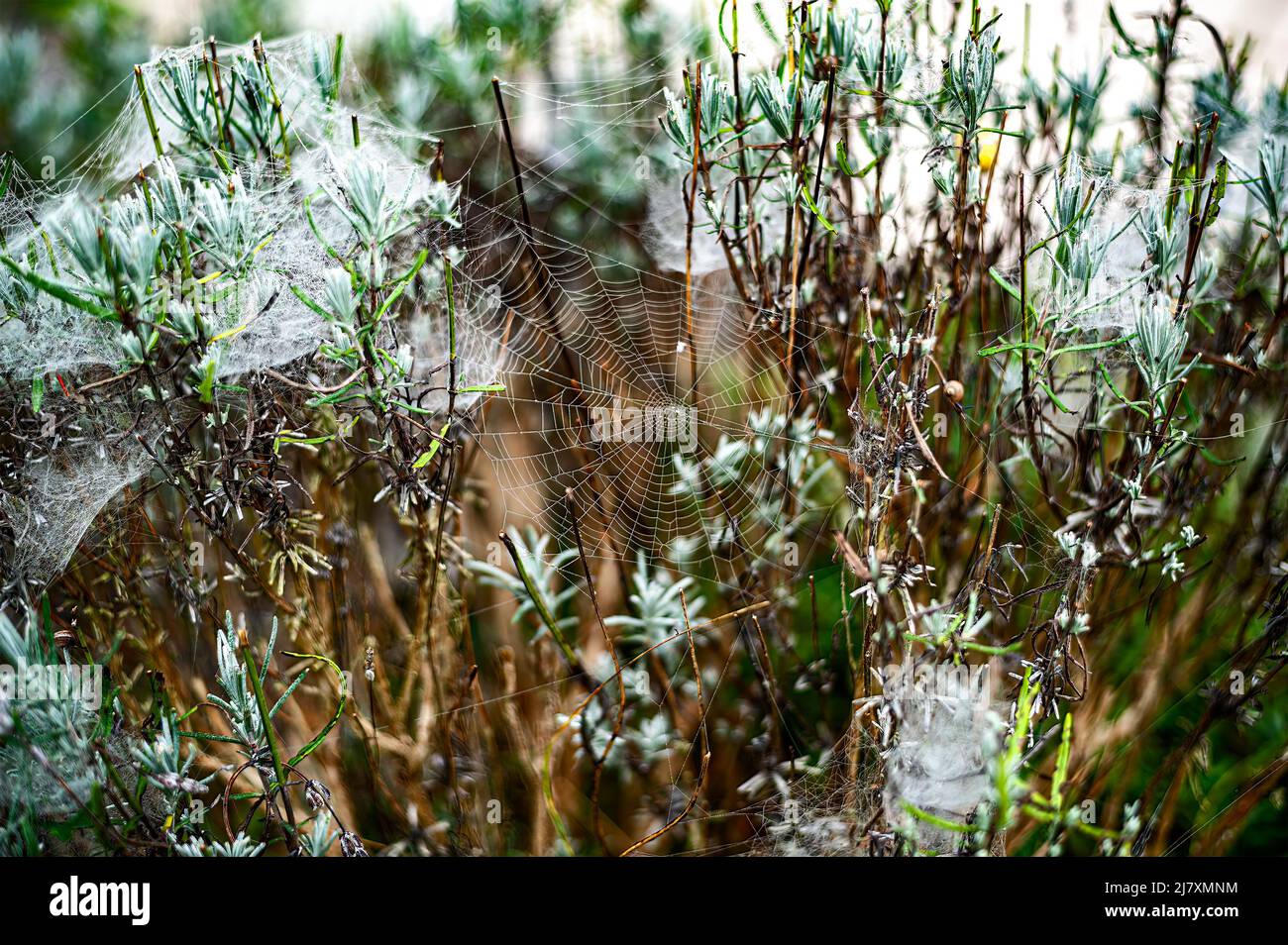 Spider web with early morning dew intertwining and lavender tree. Stock Photo