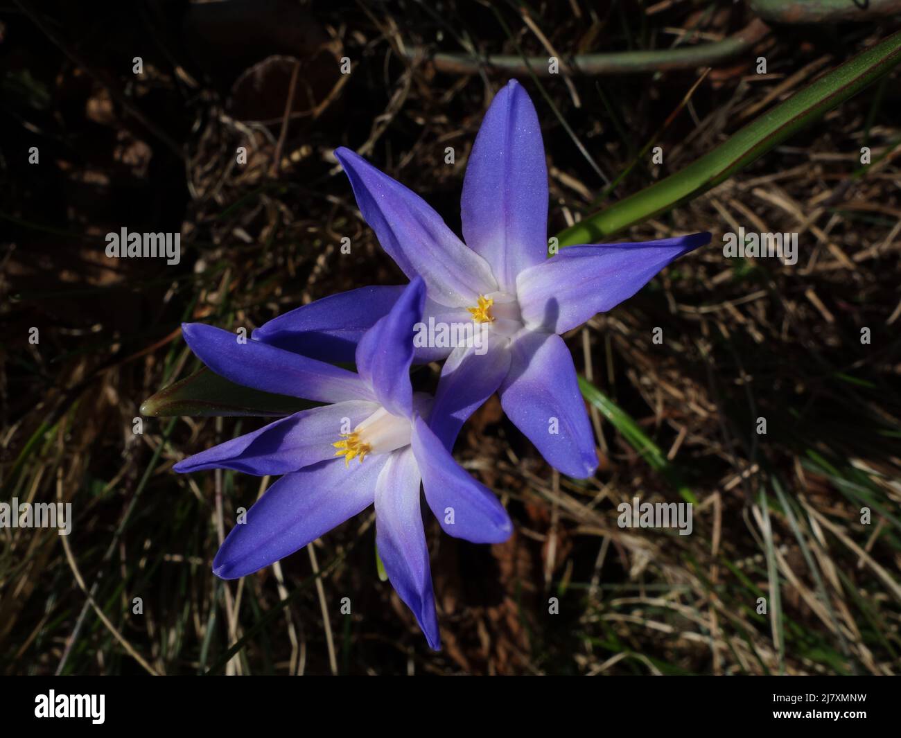 Chionodoxa forbesii is very similar to the Scilla siberica, but the color of the Snow Star petals is white in the middle and then blue. Stock Photo