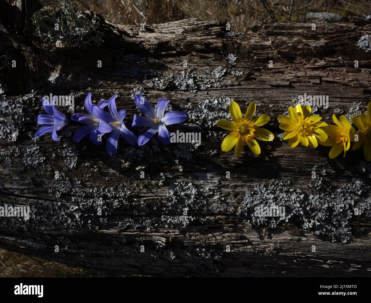 Scilla forbesii and Pilewort placed, in a row, on a branch covered with lichen. Nice backdrop. Stock Photo
