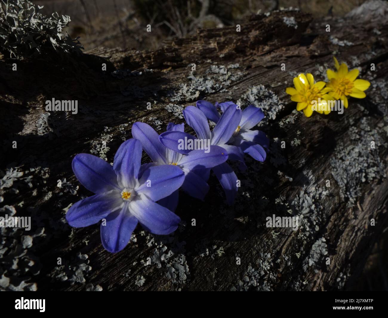 Scilla forbesii and Pilewort placed, in a row, on a branch covered with lichen. Nice backdrop. Stock Photo