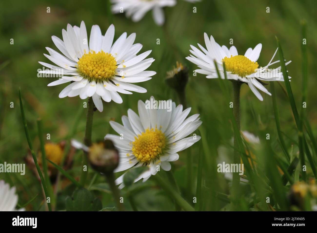 close-up of pretty daisies in a lawn with selective focus Stock Photo