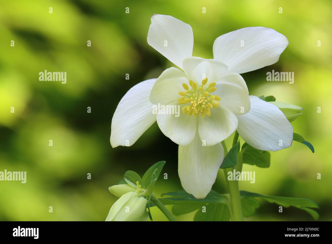 close-up of a beautiful white columbine with a direct view of the open flower against a green sunlit background, copy space Stock Photo