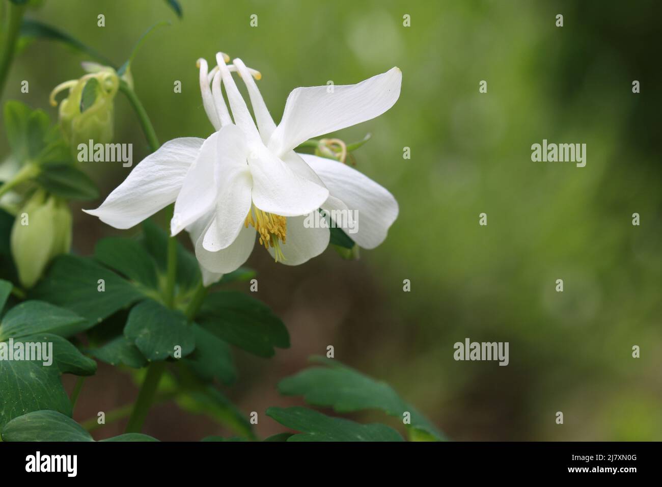 close up of beautiful fresh white aquilegia caerulea against green blurred background, side view, copy space Stock Photo