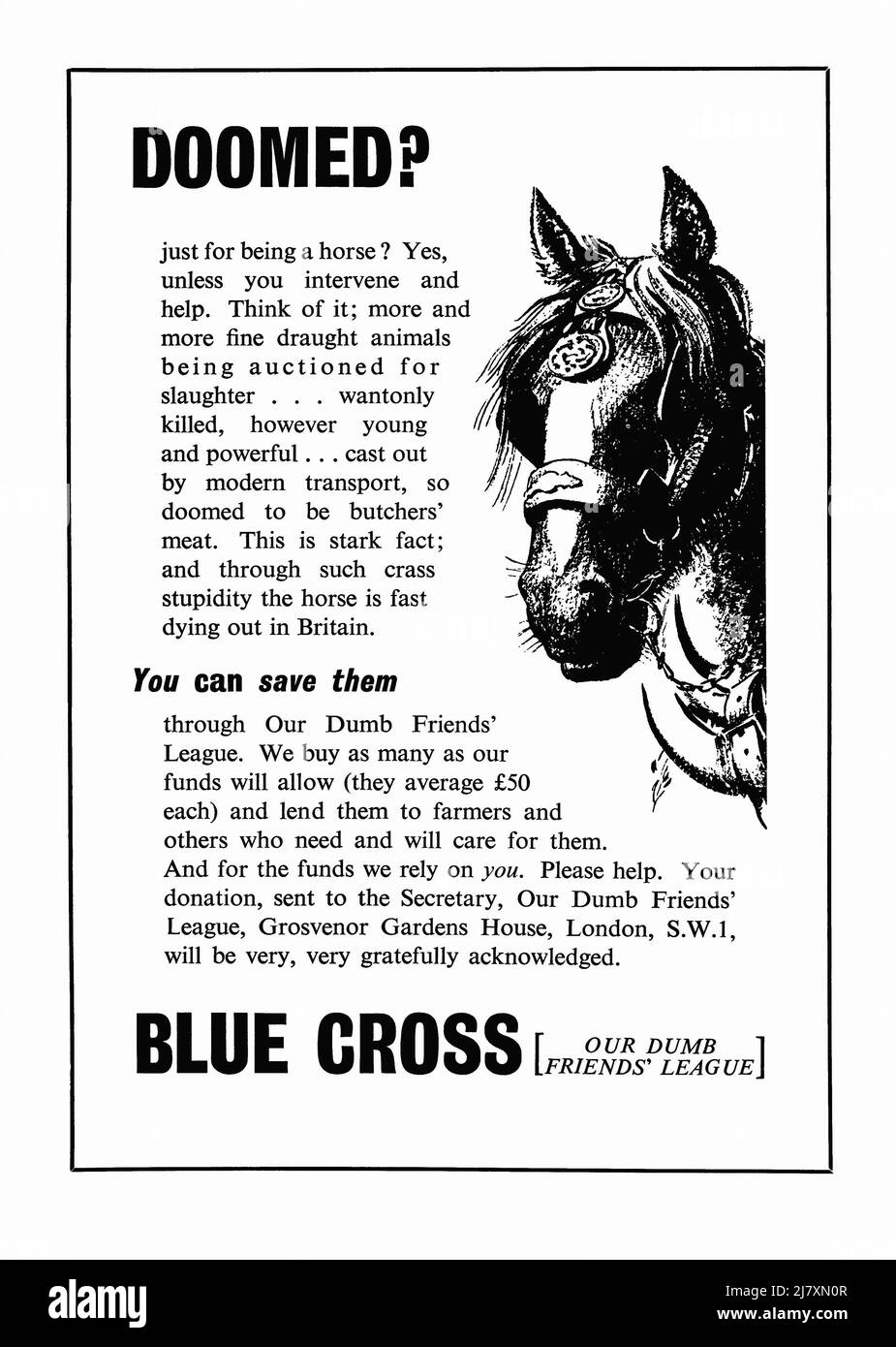 A 1953 advert for animal welfare charity the Blue Cross. The advert appeared in a magazine published in the UK in June that year – the issue was a special edition, published to mark the coronation of Queen Elizabeth. The illustration shows a working horse and it concentrates on saving these animals from being butchered for meat at the end of their working lives. The organisation was founded in 1897 in London as Our Dumb Friends League, to care for working horses. It opened its first animal hospital in London’s Victoria in 1906 – vintage 1950s graphics for editorial use. Stock Photo