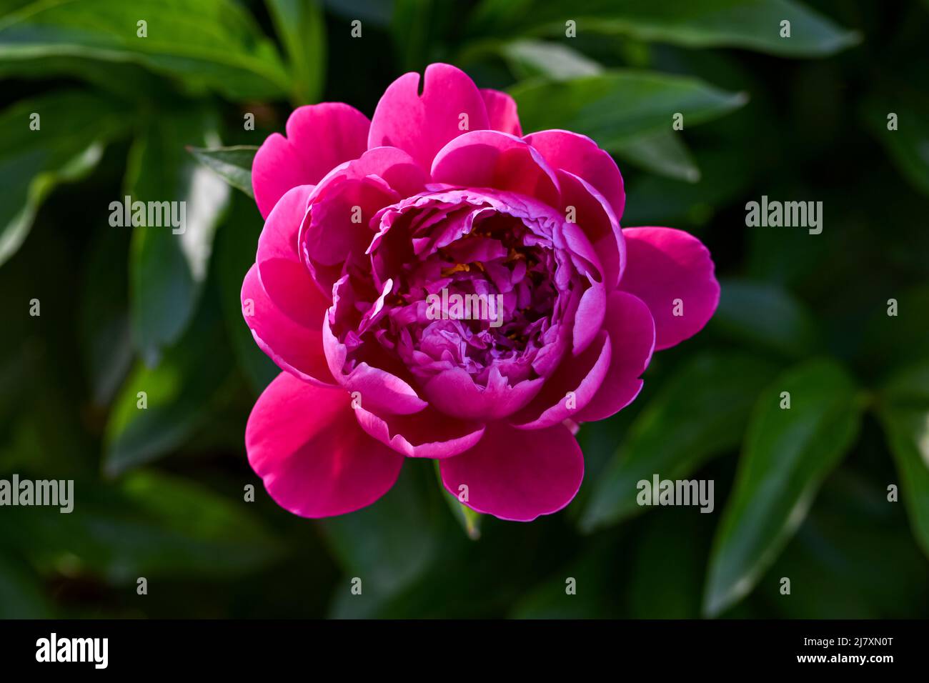 Blooming peony, a beautiful pink flower in the spring garden Stock Photo
