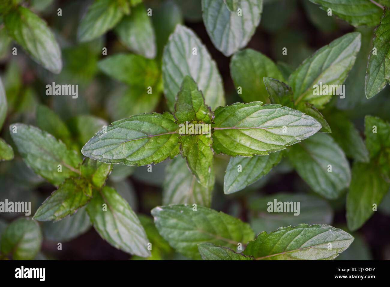 Perennial herbaceous plant in the mint family - Spearmint, Garden mint, Menthol Mint in the garden bed Stock Photo