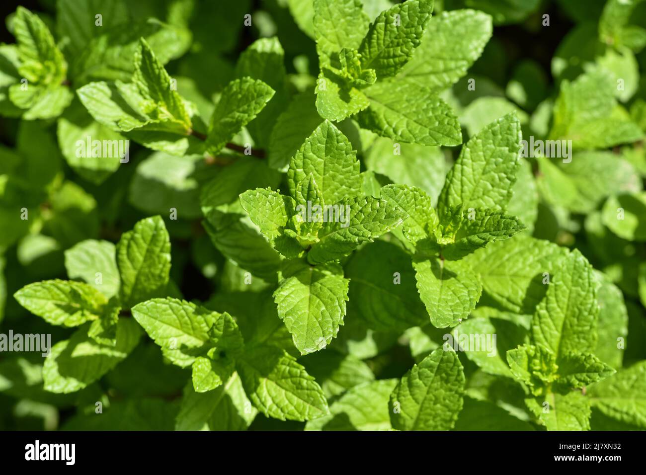 Perennial herbaceous plant in the mint family - Spearmint, Garden mint, Menthol Mint in the garden bed Stock Photo
