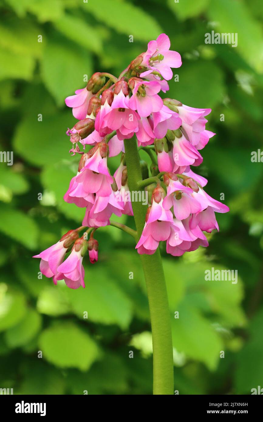 close-up of a pretty pink bergenia against a green blurry background Stock Photo