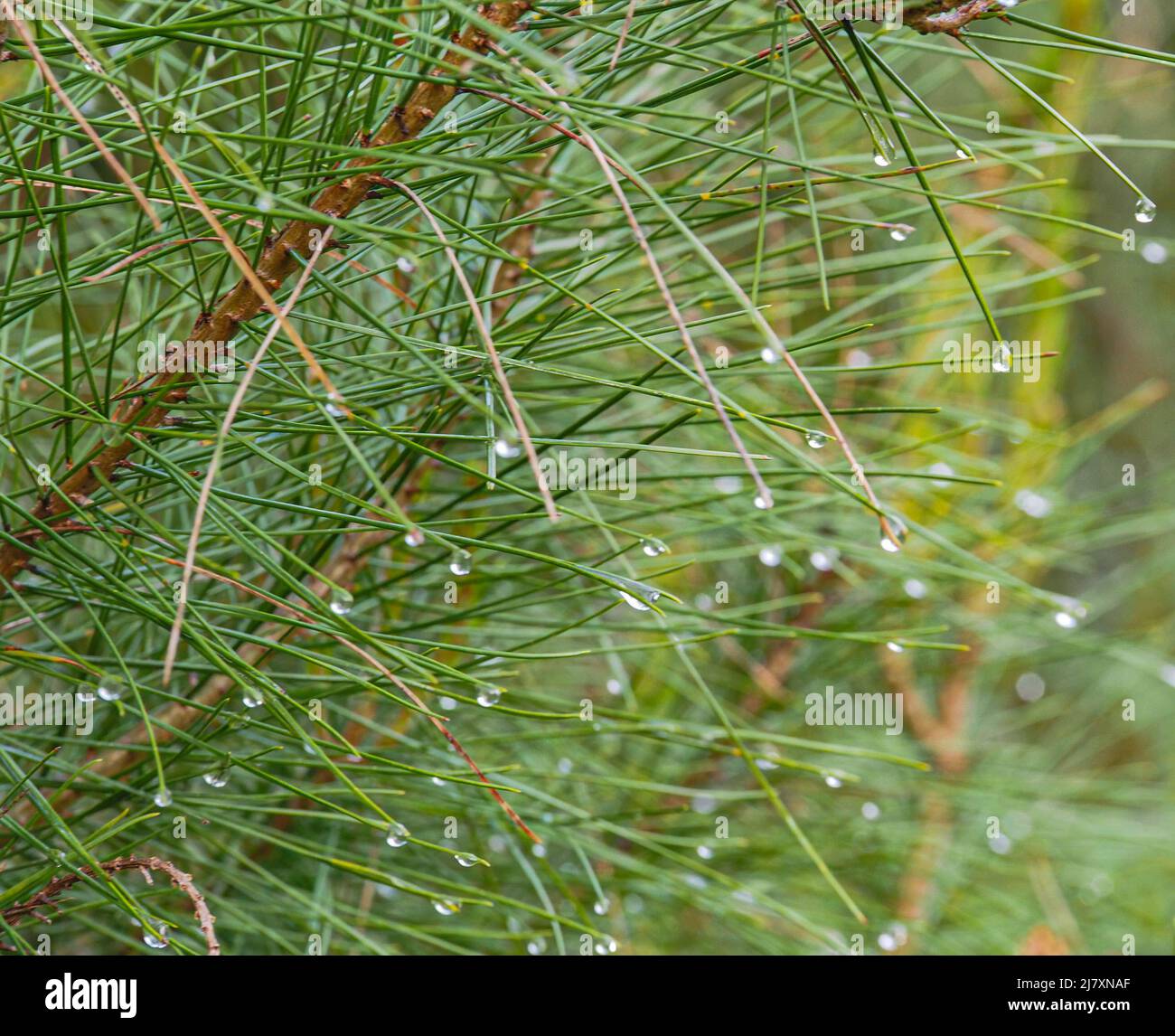 Spruce branches with drops after rain Stock Photo