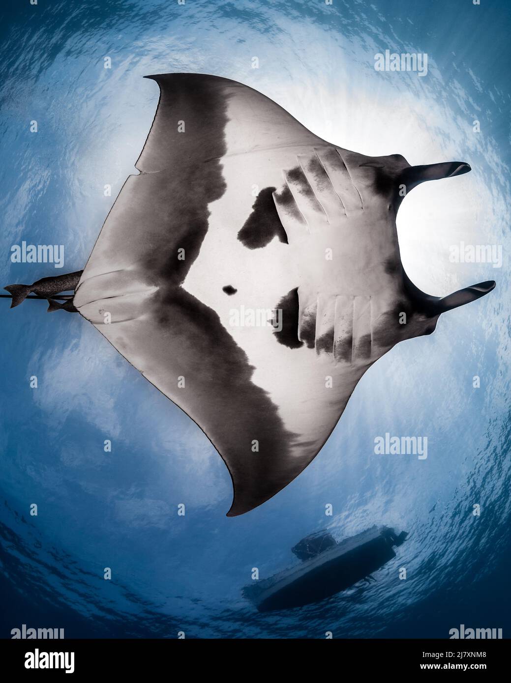 Giant Pacific Manta Ray (Mobula Birostris) at La Reina, Sea of Cortez, Baja California Sur, Mexico Stock Photo