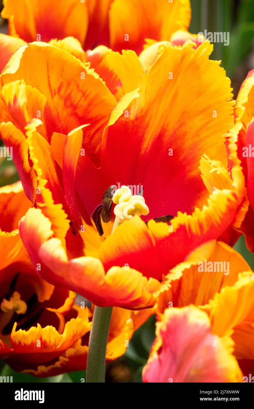 Tulips 'Bright Parrot' Red Parrot Tulip, Tulips Stock Photo