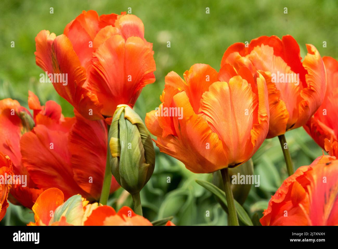Tulips 'Flower Power' Red Parrot Tulip Stock Photo
