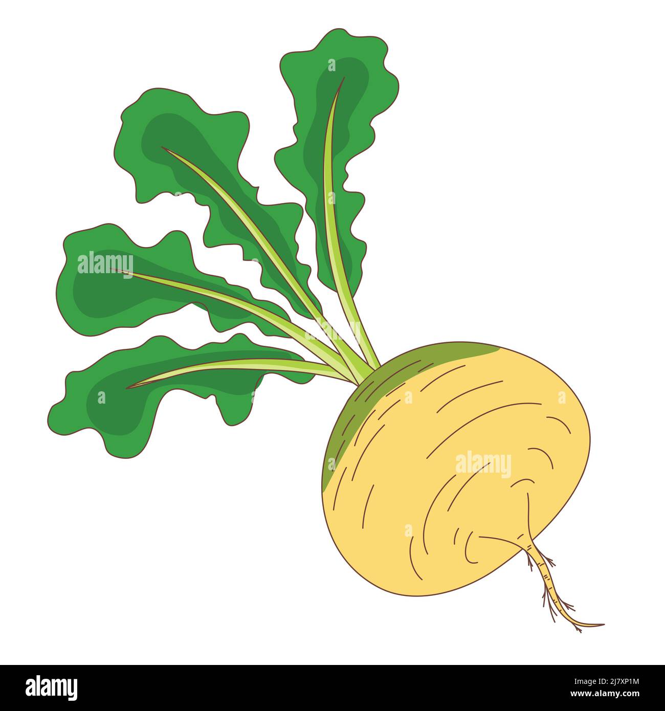 Turnip ripe vegetable root vegetable with foliage, clipart isolate on