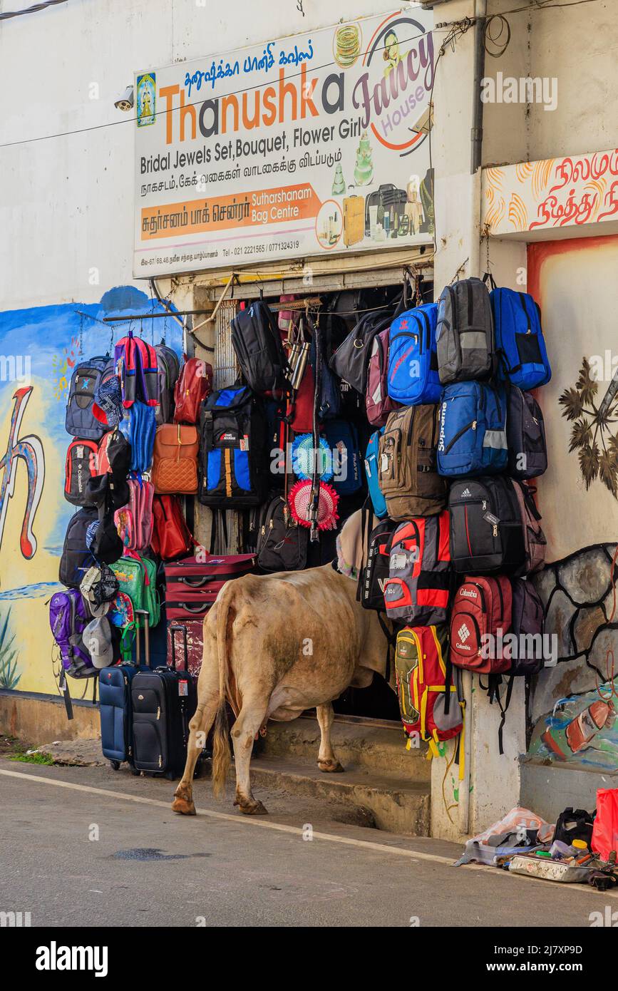 a cow is stepping into the doorway of a colourful shop with a large display of bags in jaffna sri lanka Stock Photo