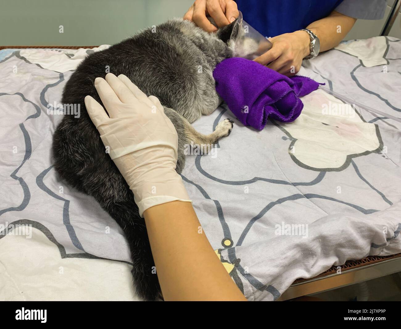 Veterinarian uses an oxygen mask to rescue the dog Stock Photo Alamy