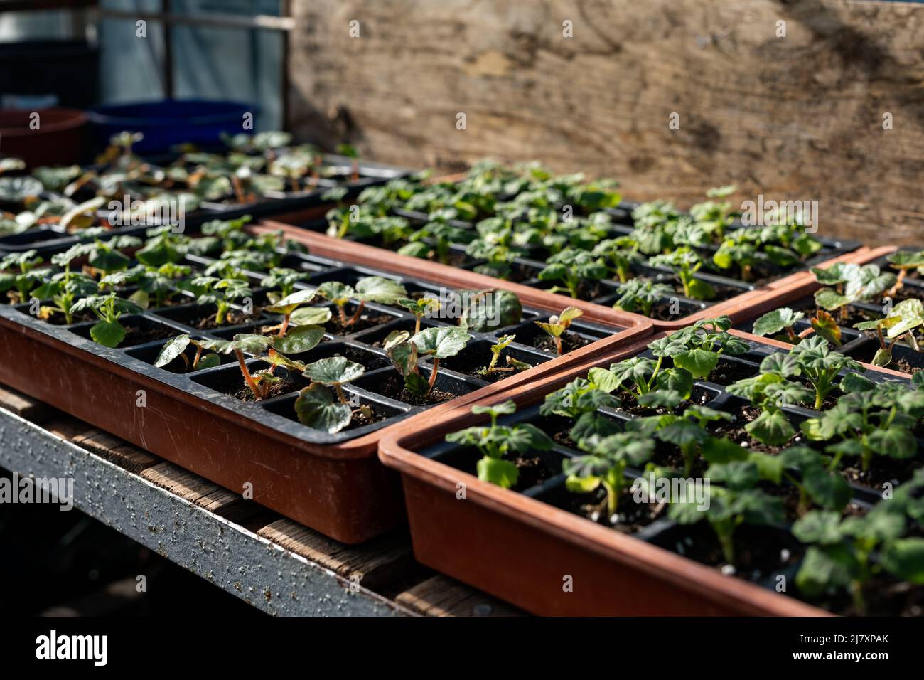 Beautiful view of Self Sustaining Plant Greenhouses