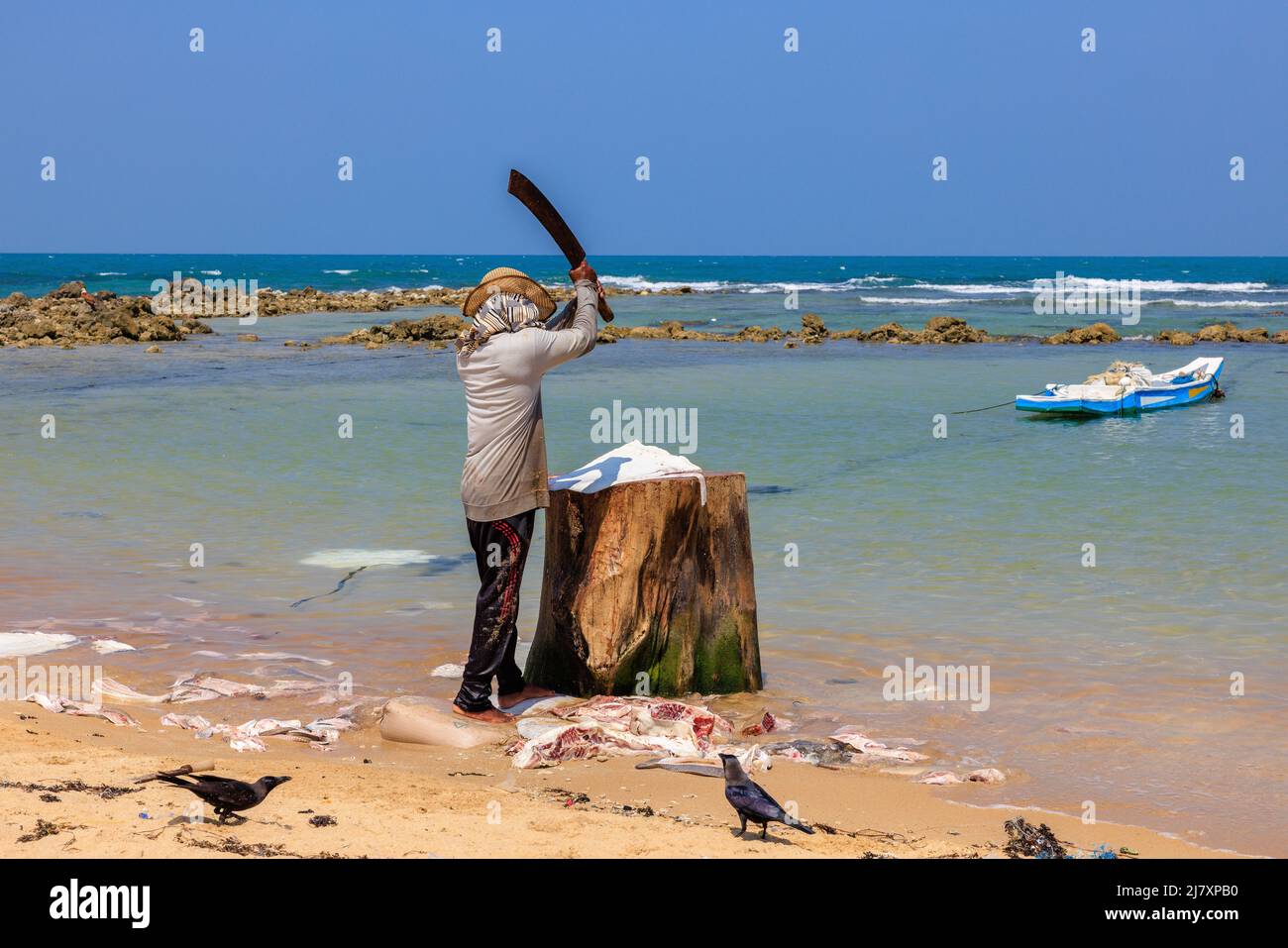 a local fisherman wielding a machete above his head as he cuts up a large white ray in the sheltered bay of a jaffna coastal village sri lanka Stock Photo