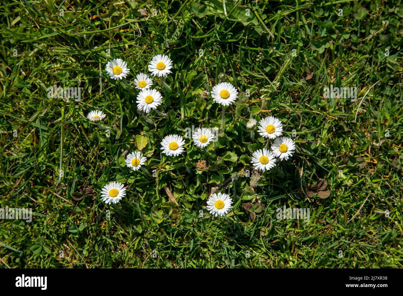 Daisies (Bellis perennis), Pommerby, Gelting Bay, Schleswig-Holstein, Germany Stock Photo