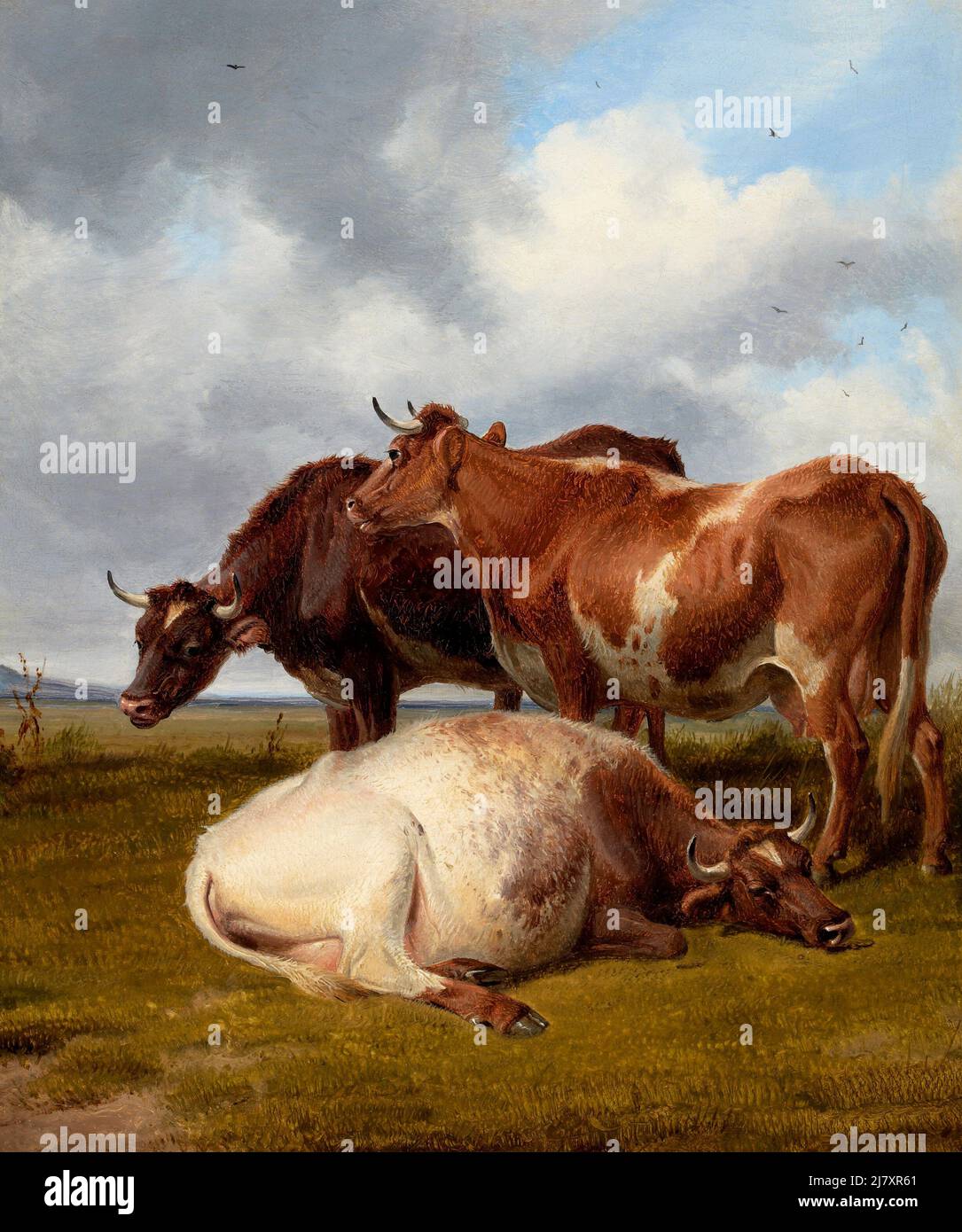 Cattle Grazing Stock Photo