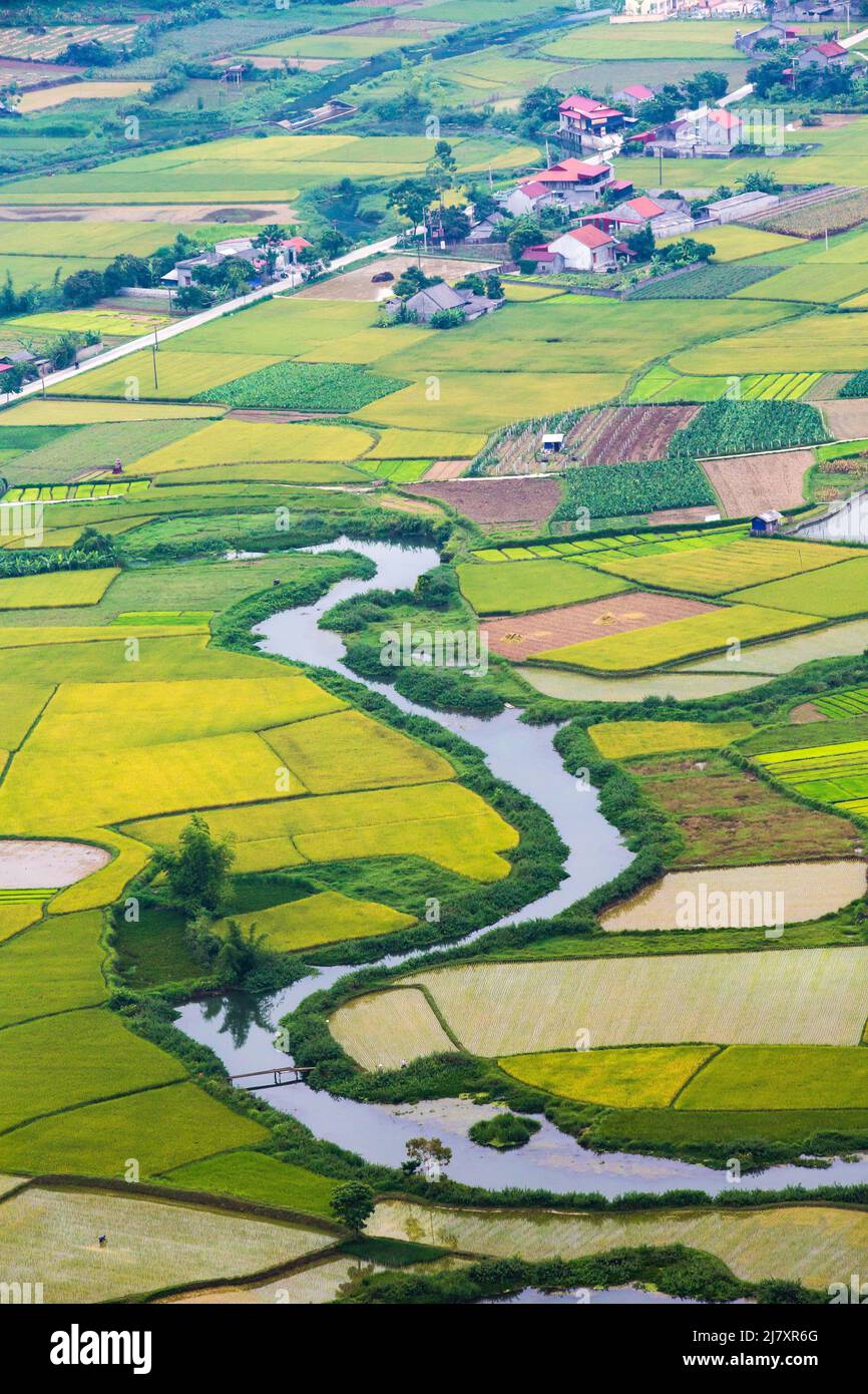 Colorful rice fields in rural Vietnam Stock Photo - Alamy