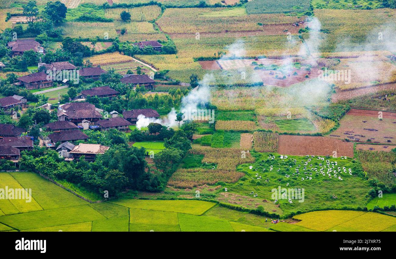 Colorful rice fields in rural Vietnam Stock Photo - Alamy