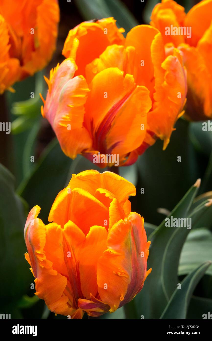 Parrot tulip hires stock photography and images Alamy